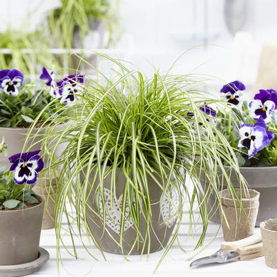 Evercolor® Eversheen Carex Carex