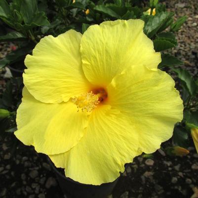 Big Bang Hibiscus TR Hibiscus