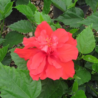 Cecelia Hibiscus TR Hibiscus
