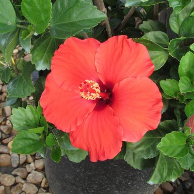 Dark Heart Hibiscus TR Hibiscus
