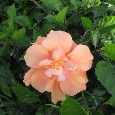 Tangerine Dream™ Hibiscus TR Hibiscus