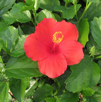 Feeling Hot Hibiscus TR Hibiscus