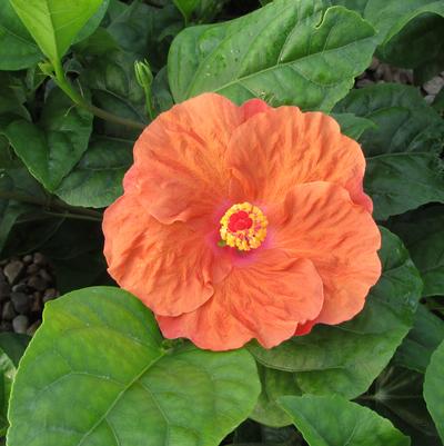 Orange Seduction Hibiscus TR Hibiscus
