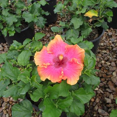 Pink Lemonade Hibiscus TR Hibiscus