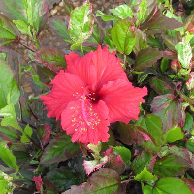 Salsa Dancer™ Hibiscus TR Hibiscus