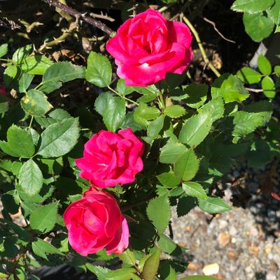 The Champion™ Pink Rose Rosa