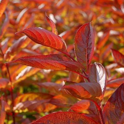 Wings Of Fire Weigela Weigela