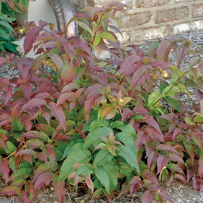 Polar Flare™ Bush Honeysuckle Diervilla