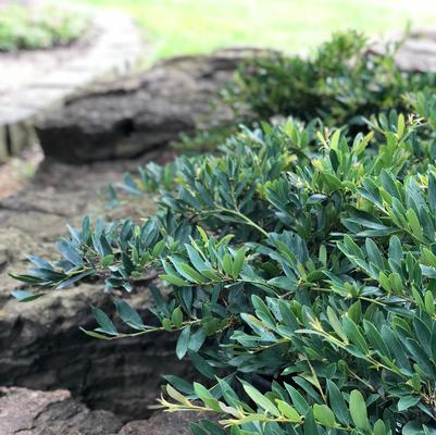Bluescape™ Distylium Distylium