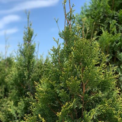 Emerald Teardrop™ Arborvitae Thuja