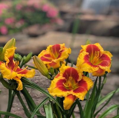 Island Bonfire™ Hemerocallis
