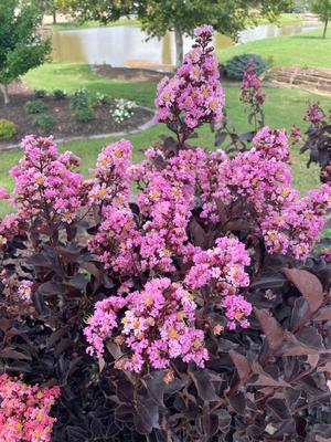 Thunderstruck™ Lavender Blast™ Crapemyrtle ts Lagerstroemia