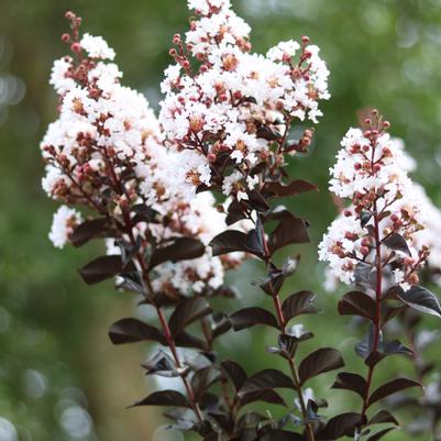 Thunderstruck™ White Lightning™ Crapemyrtle ts Lagerstroemia