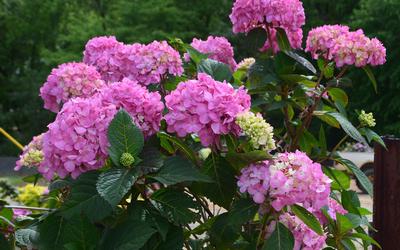 iBloom® Rock-N-Roll™ Hydrangea iBloom Hydrangea