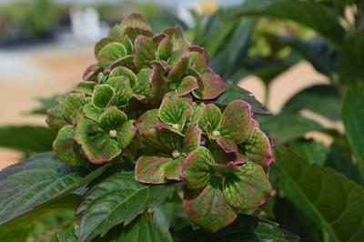 Image of Froggie hydrangea image 1