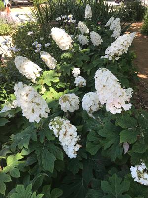 Alice N' Wonderland Oakleaf Hydrangea Hydrangea