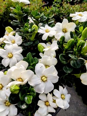 Snow Globe™ Gardenia Gardenia