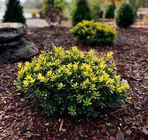 Golden Hoogendorn™ Holly Ilex