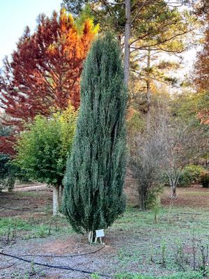 Skyline™ Holly Ilex