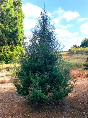 Skyward™ Holly Ilex