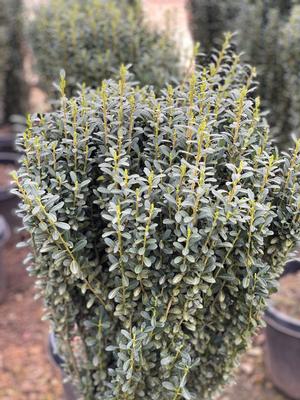 Ascent™ Holly Ilex