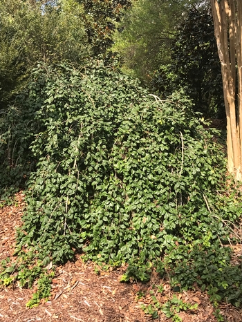 Ramblin' Man® Weeping Holly Ilex