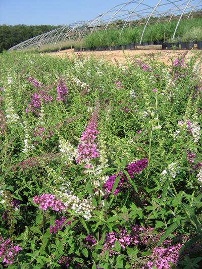 Fourth of July Butterfly Bush Buddleia