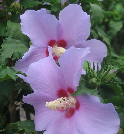 Blue Angel™ Althea from Garden Debut