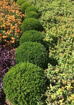 Baby Gem™ Boxwood from Garden Debut