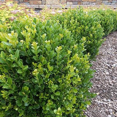 Baby Gem™ Boxwood from Garden Debut