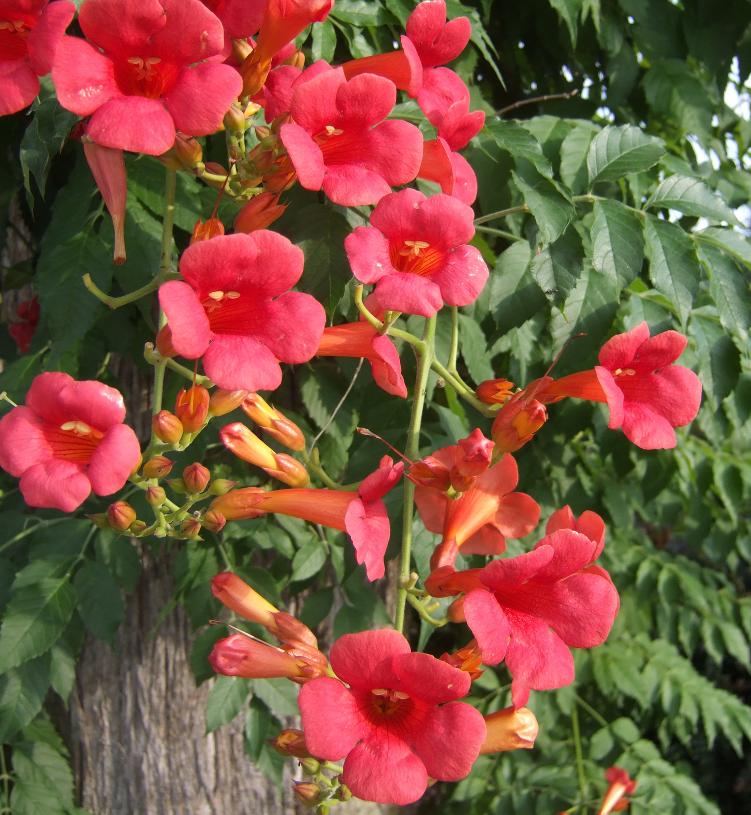 Trumpet Creeper Vine