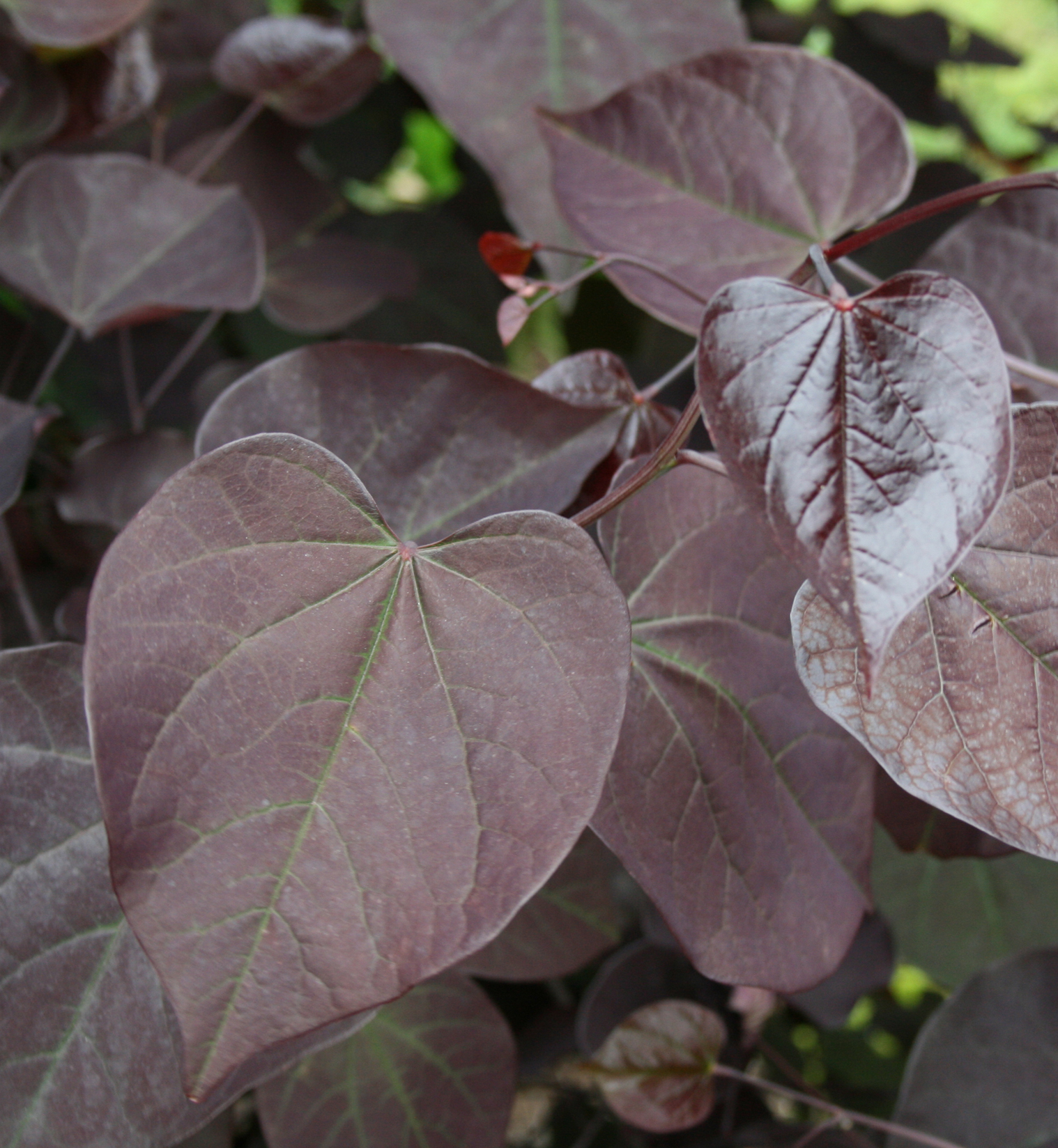 Burgundy Hearts® Redbud from Garden Debut