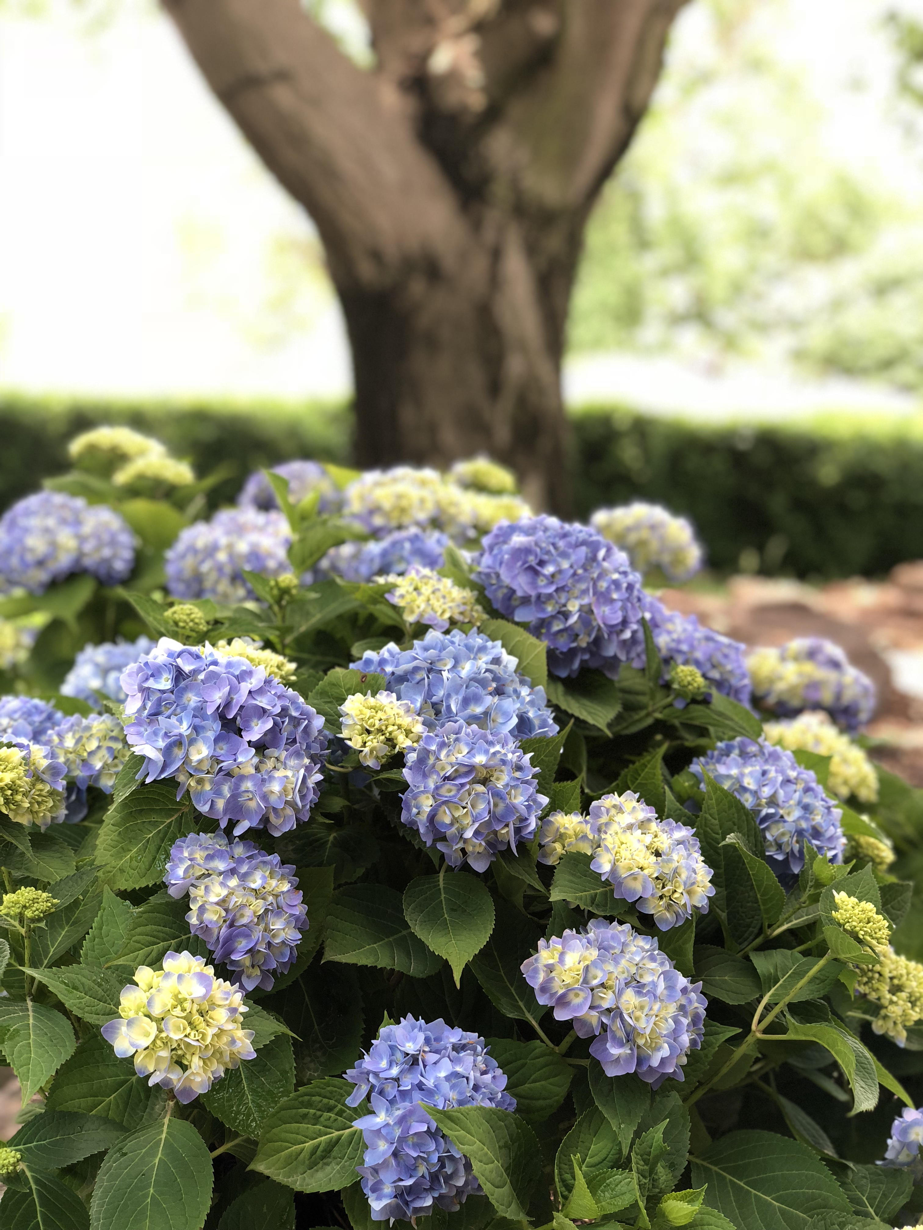 Blue hydrangea discount