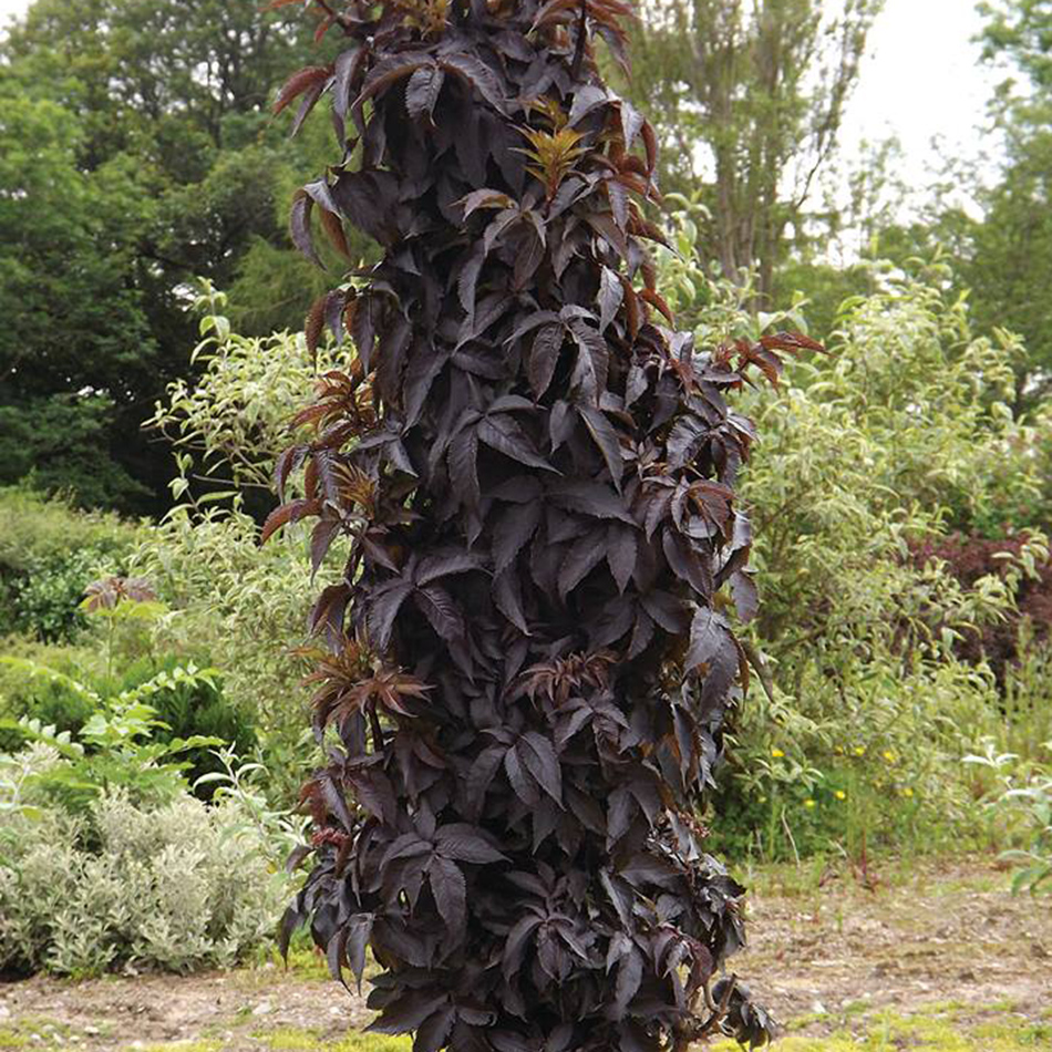 Image of Black Tower Elderberry plant in a garden