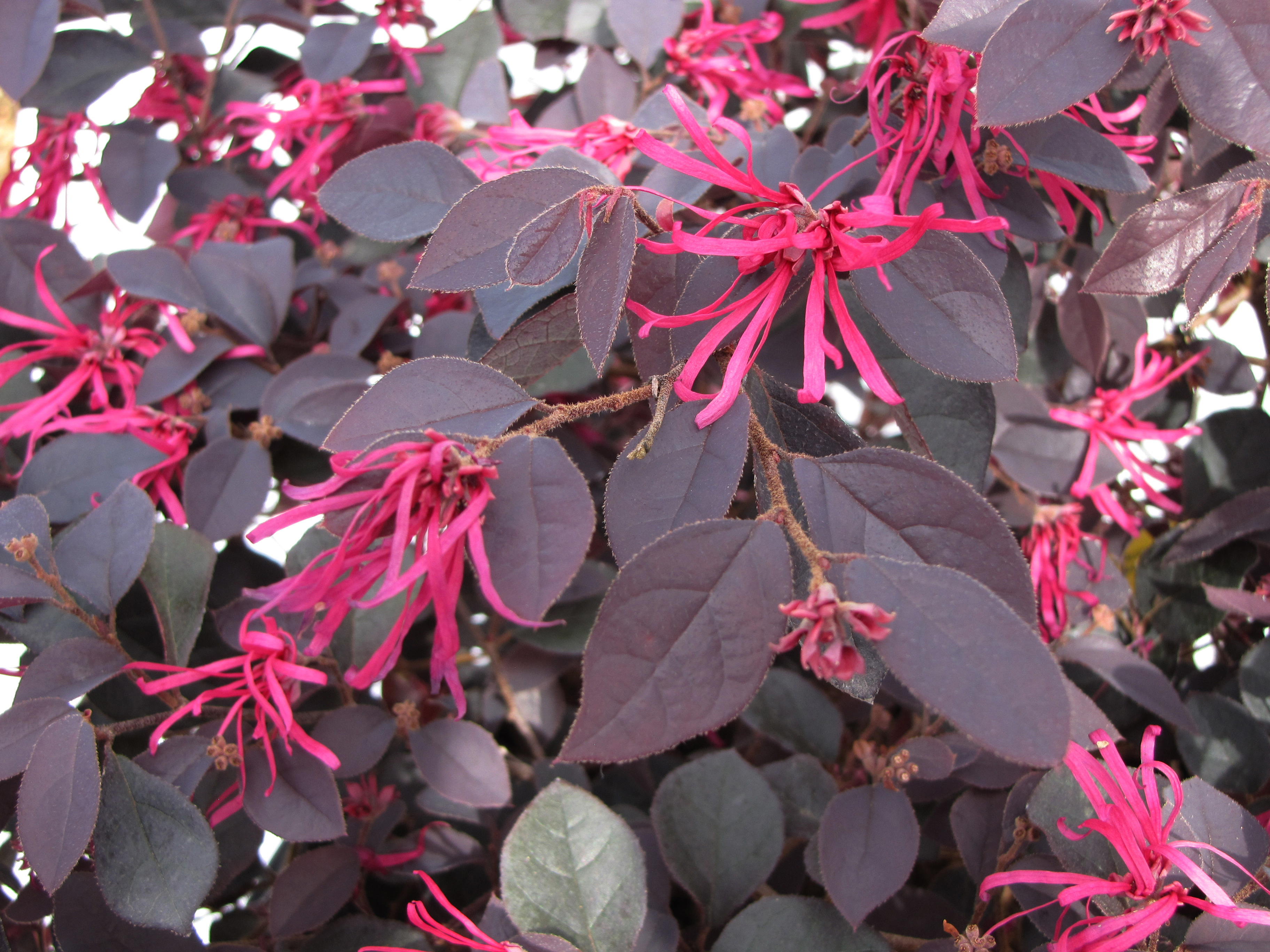 Cherry Blast Loropetalum Pruning