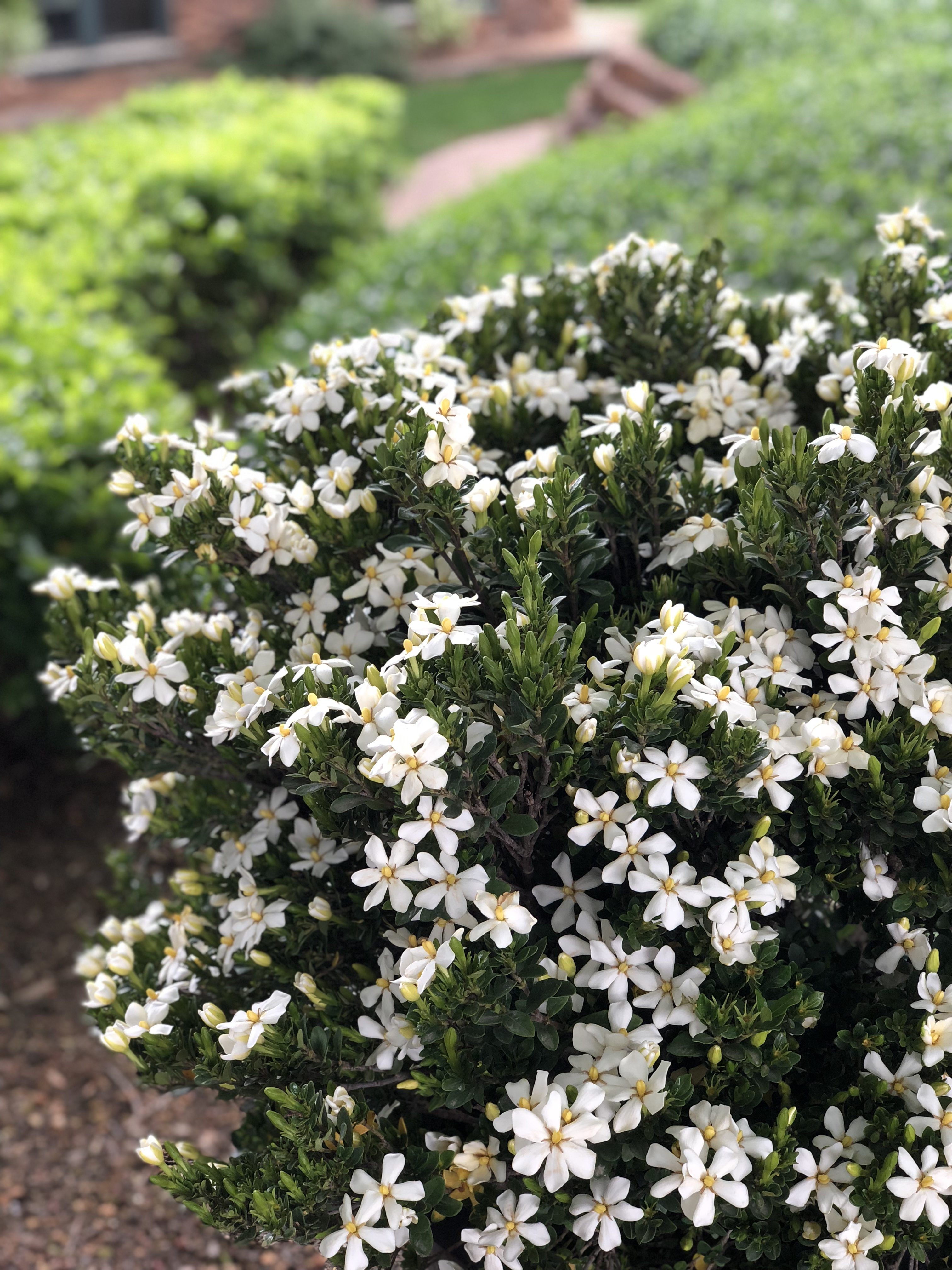 Little Daisy™ Gardenia from Garden Debut