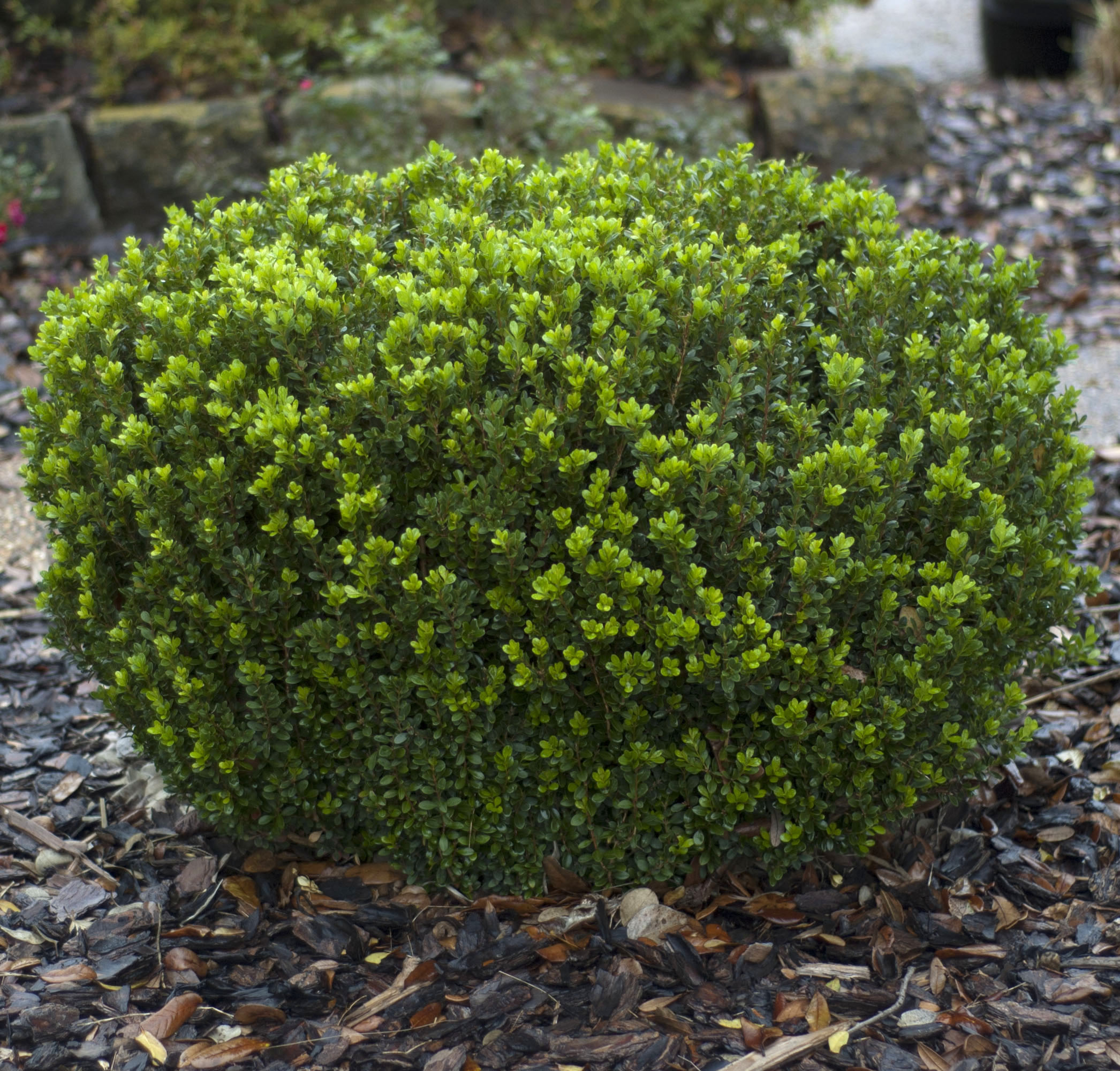 Baby Gem™ Boxwood from Garden Debut