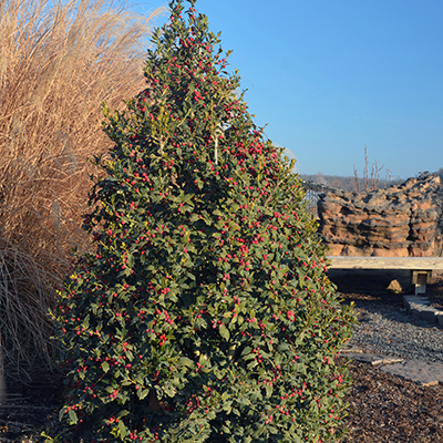 Christmas Jewel® Holly