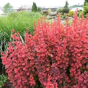 Orange Rocket Barberry