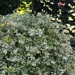 Twist of Lime™ Abelia