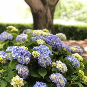 Nantucket Blue™ Hydrangea