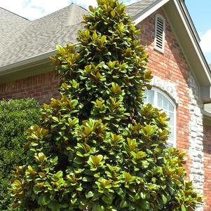 Teddy Bear® Magnolia