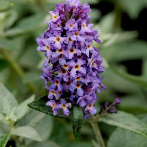 Blue Heaven Butterfly Bush