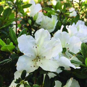 Rhododendron “Rosebud”; Gable hybrid Azalea “Rosebud”