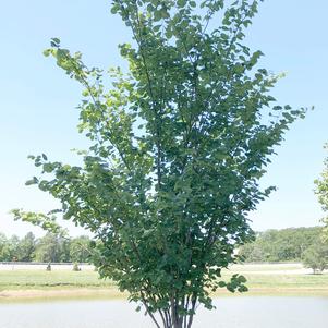 Summer's Tower™ Redbud