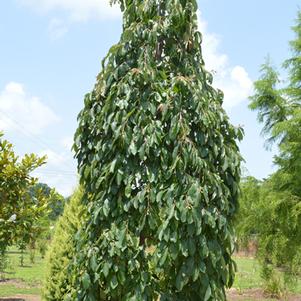 magic fountain weeping persimmon