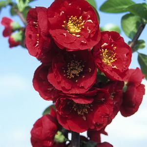 Red Premier™ Quince
