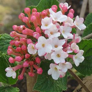 Sugar N' Spice™ Viburnum