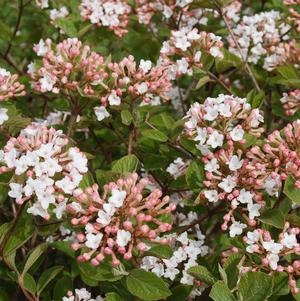 Spice Island™ Viburnum