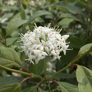 Winter Canary™ Dogwood